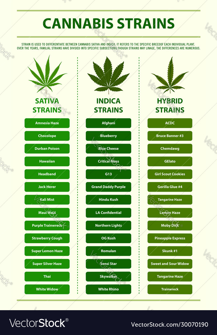 Cannabis Strains vertical infographic illustration about cannabis as herbal alternative medicine and chemical therapy, healthcare and medical science vector.