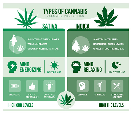 Cannabis sativa and cannabis indica: differencies and health benefits infographic