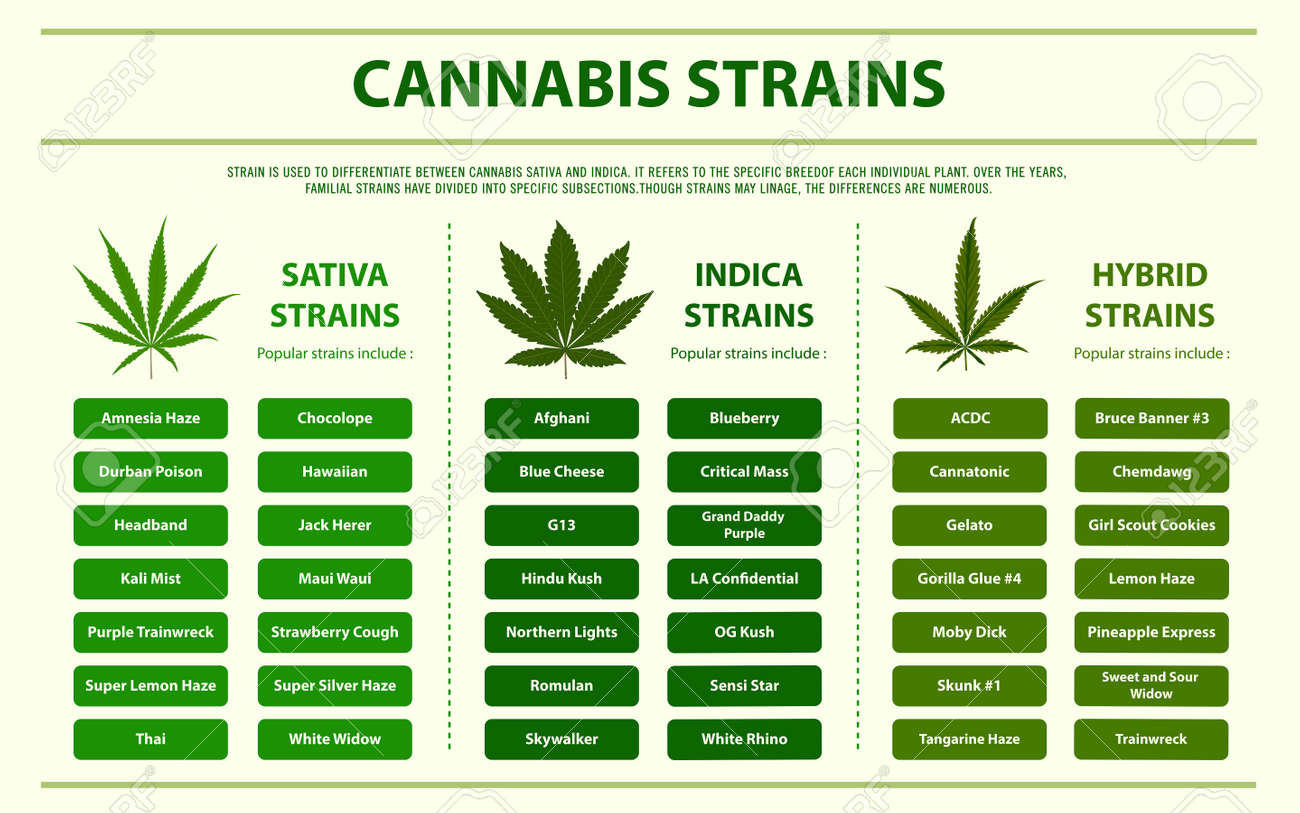 142115323-cannabis-strains-horizontal-infographic-illustration-about-cannabis-as-herbal-alternative-medicine-a