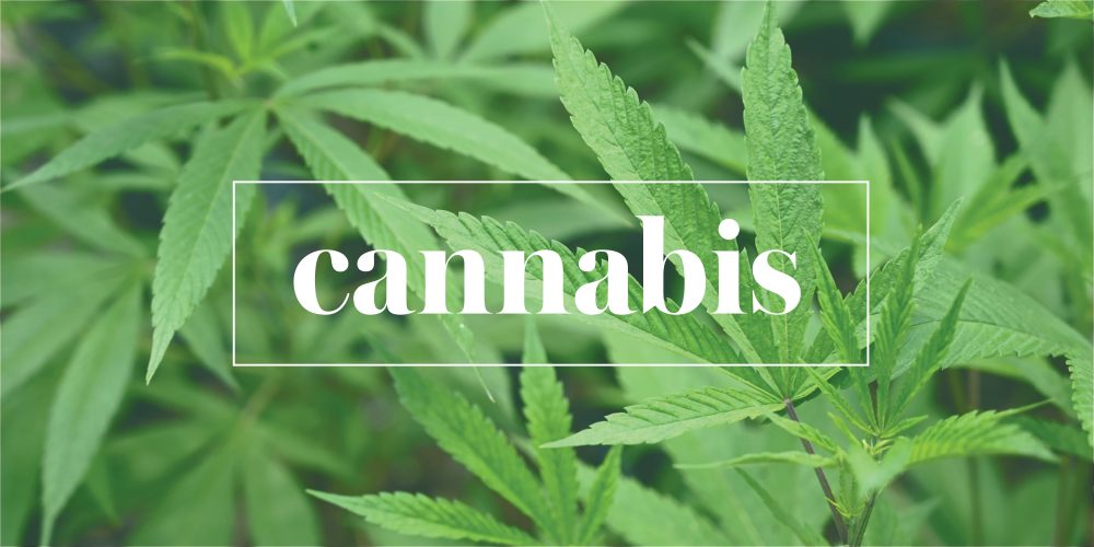Cannabis_Banner-1000x500 Cannabis_Banner-1000x500