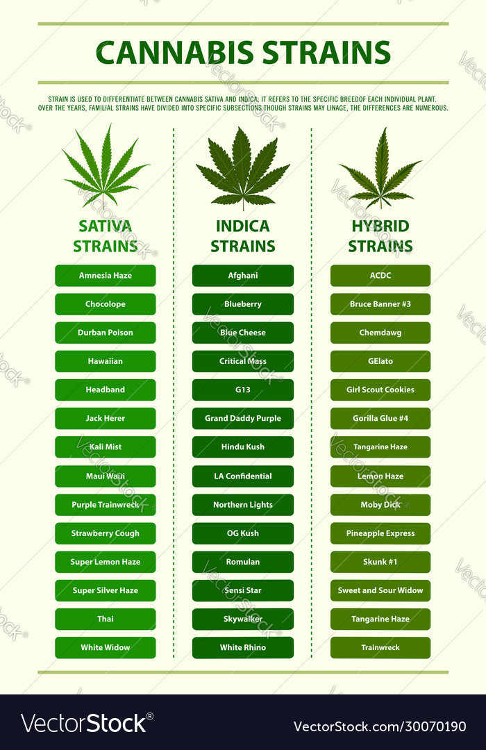 Cannabis Strains vertical infographic illustration about cannabis as herbal alternative medicine and chemical therapy, healthcare and medical science vector.